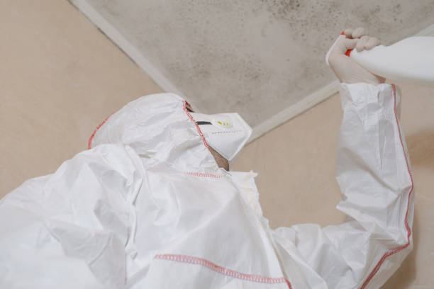 St Leo, FL Mold Removal Company