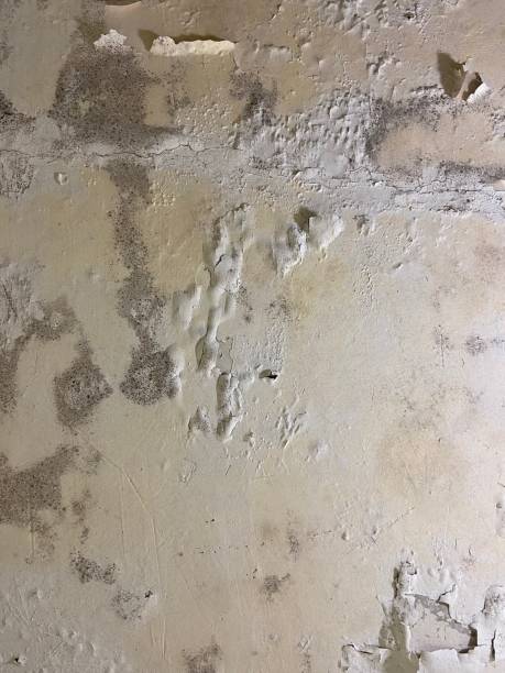 Mold Removal and Inspection in St Leo, FL