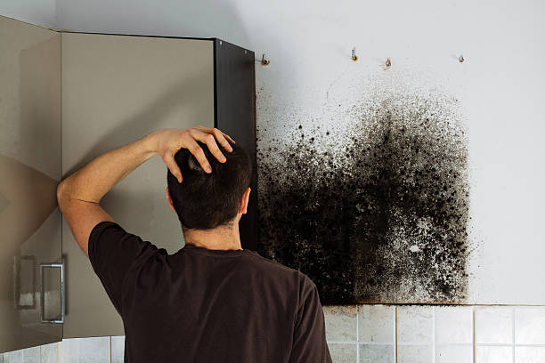 Best Mold Removal Specialists  in St Leo, FL